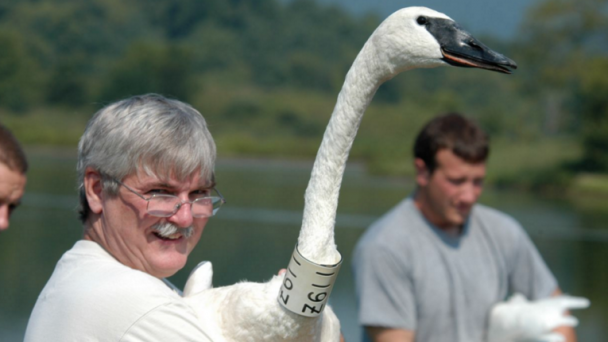Swan Research Combines Conservation Biology, Climate Change, and Genetics